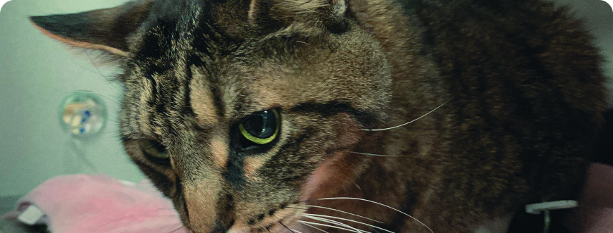 cat
