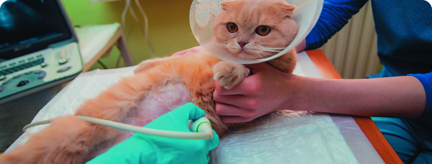 pink-cat