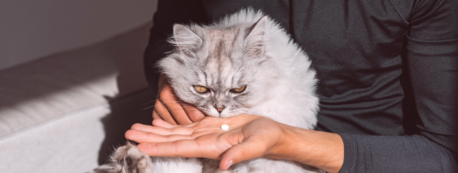 Применение габапентина у кошек с ХБП