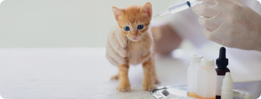 Вакцинация и иммунитет у котят