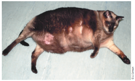 2020-01-20 12_25_20-Энциклопедия клинического питания кошек _ Ветеринарная академия Royal Canin.png