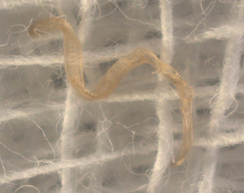 image (10).png