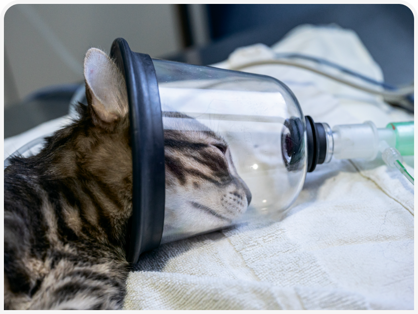 FOCUS-334-Leonard-Figure-2 (1).png