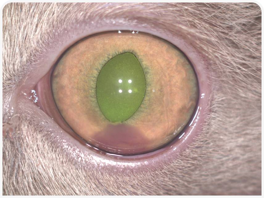 FOCUS (3).png