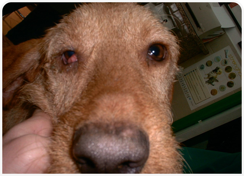 FOCUS-334-Leonard-Figure-4 (3).png