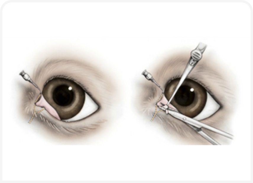 FOCUS (3).png