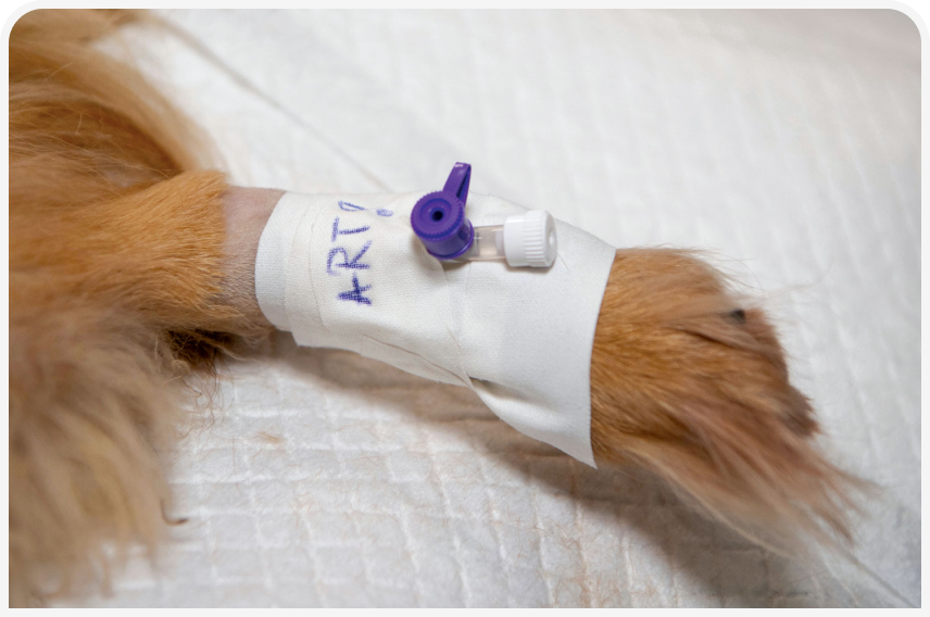 FOCUS_322_RADULESCU_Figure-2 (1).png