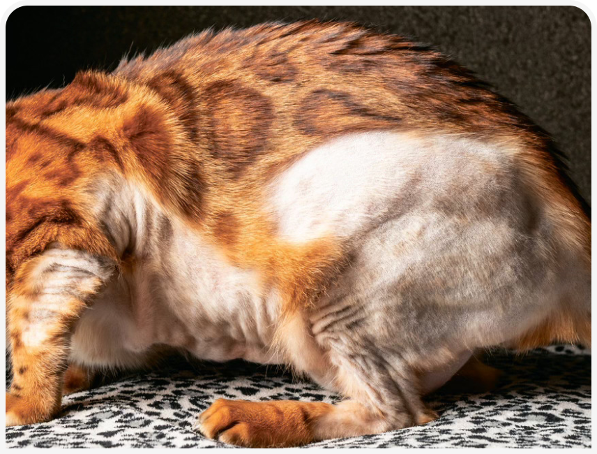 FOCUS-334-Leonard-Figure-4 (1).png