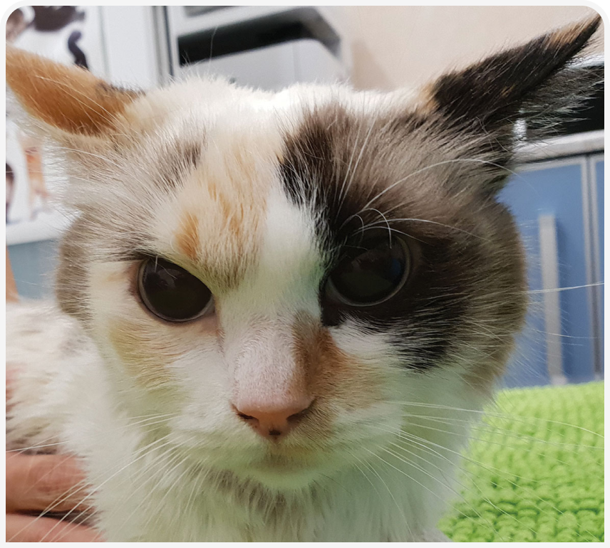 FOCUS_322_RADULESCU_Figure-2.png FOCUS_322_RADULESCU_Figure-2.png