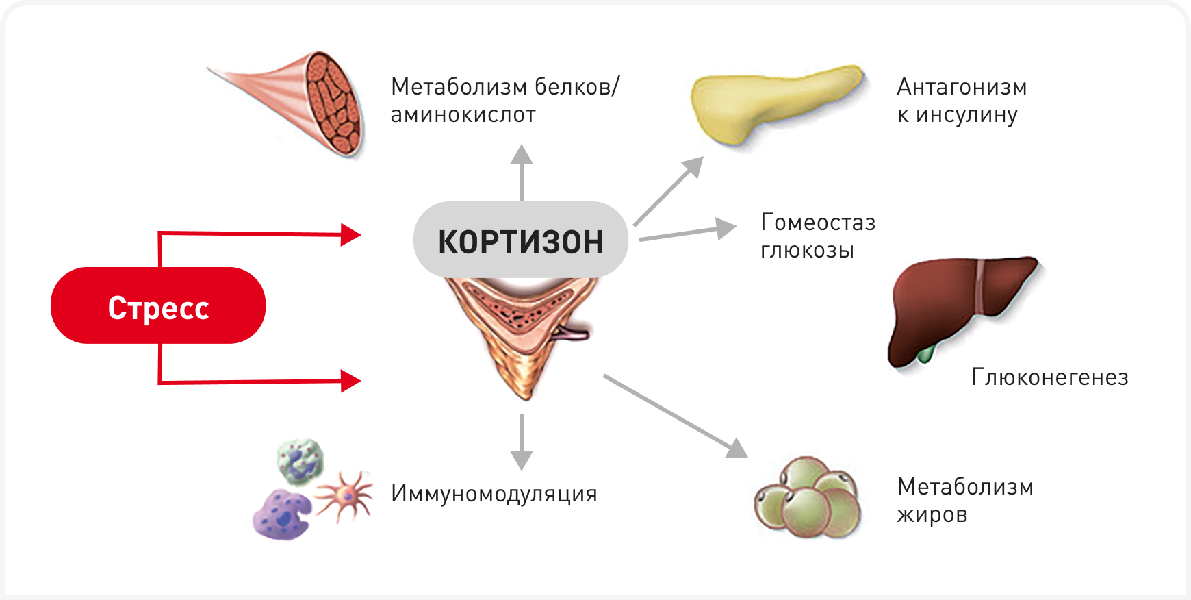 fig 1 (1).png