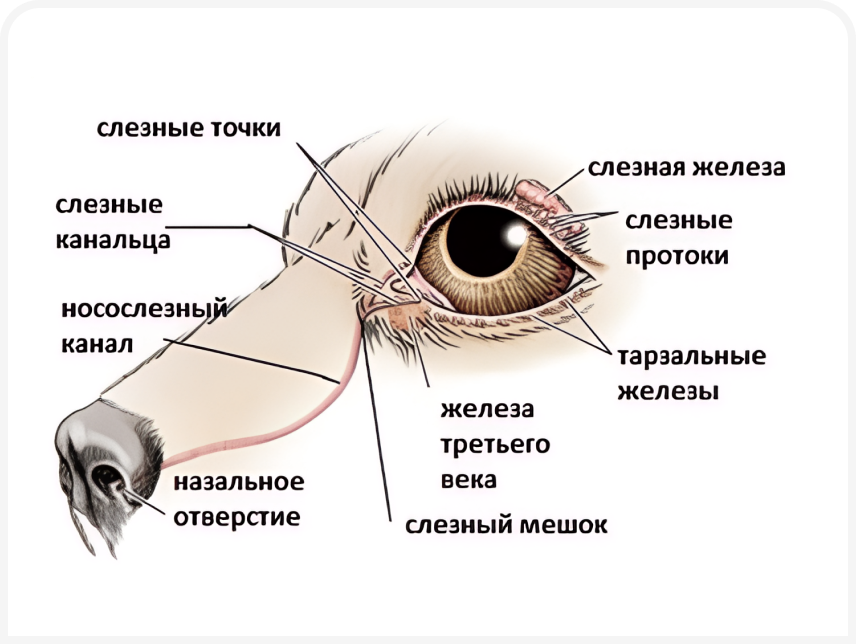 FOCUS (2).png