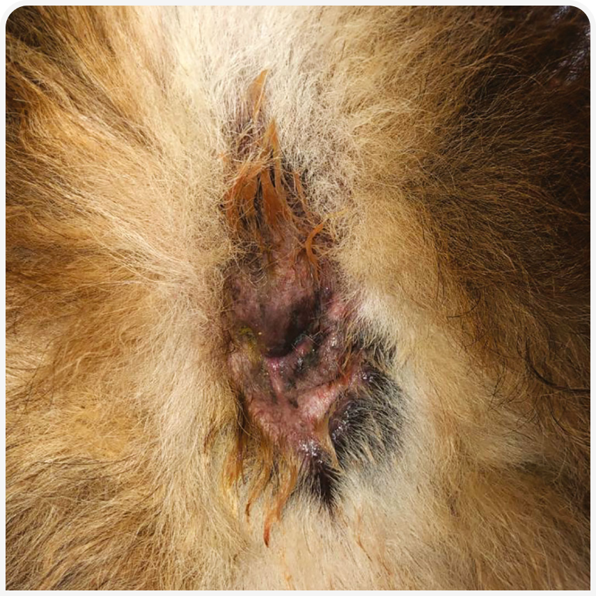 FOCUS-334-aposto-Figure-6 (1).png