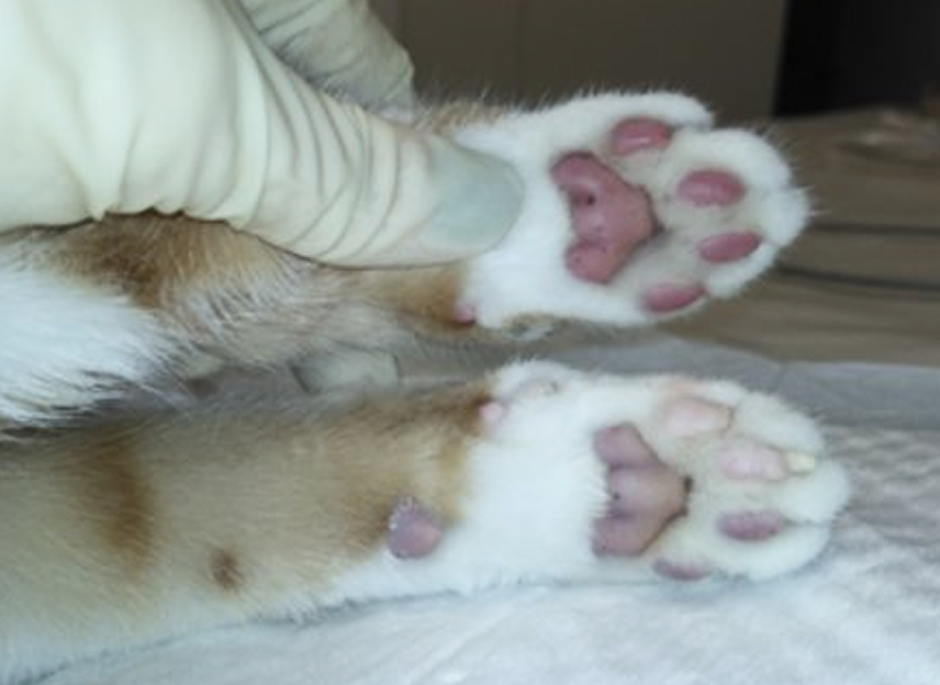 FOCUS-334-Leonard-Figure-4 (3).png