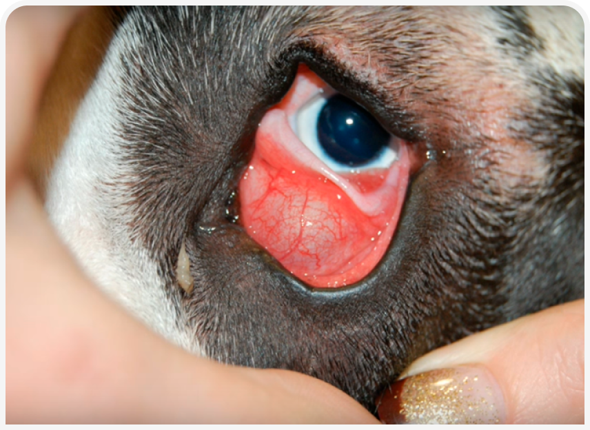 FOCUS-334-Leonard-Figure-4 (1).png