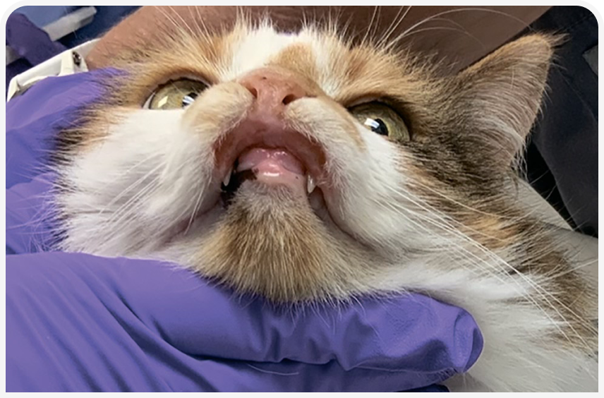 FOCUS-334-Leonard-Figure-4 (2).png