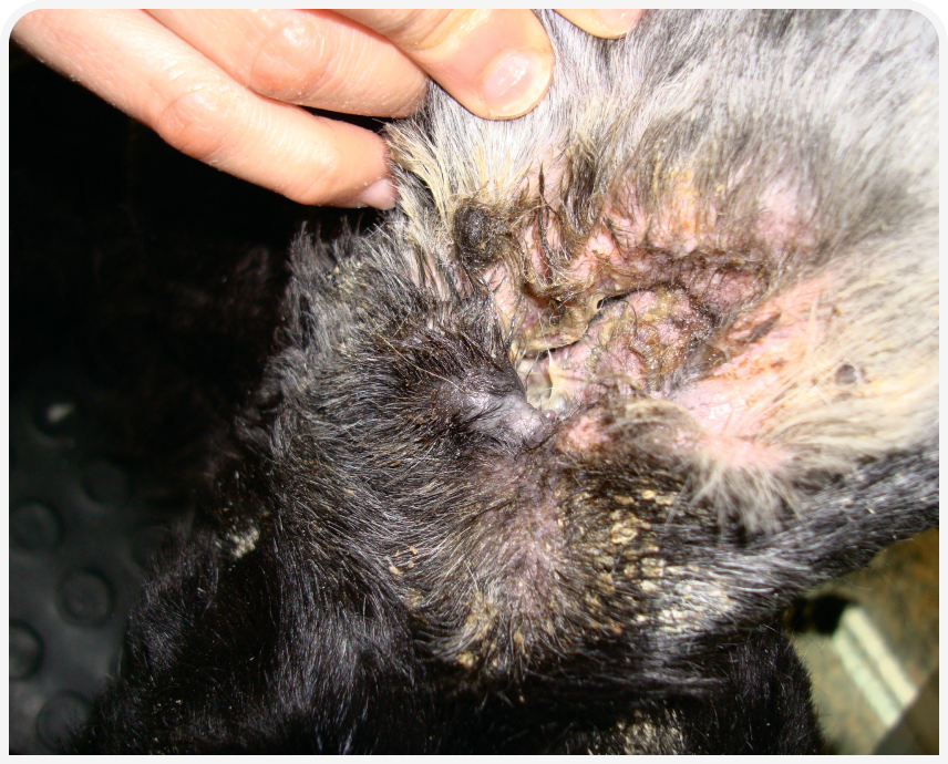 FOCUS-334-Leonard-Figure-4 (1).png