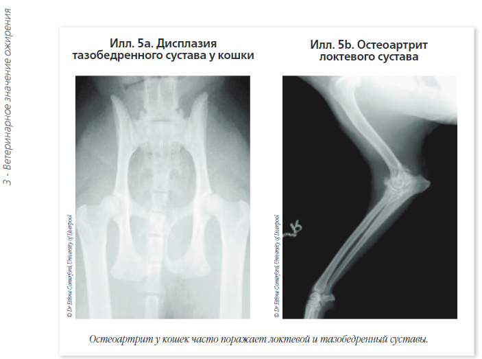 2020-01-20 12_25_34-Энциклопедия клинического питания кошек _ Ветеринарная академия Royal Canin.png 2020-01-20 12_25_34-Энциклопедия клинического питания кошек _ Ветеринарная академия Royal Canin.png