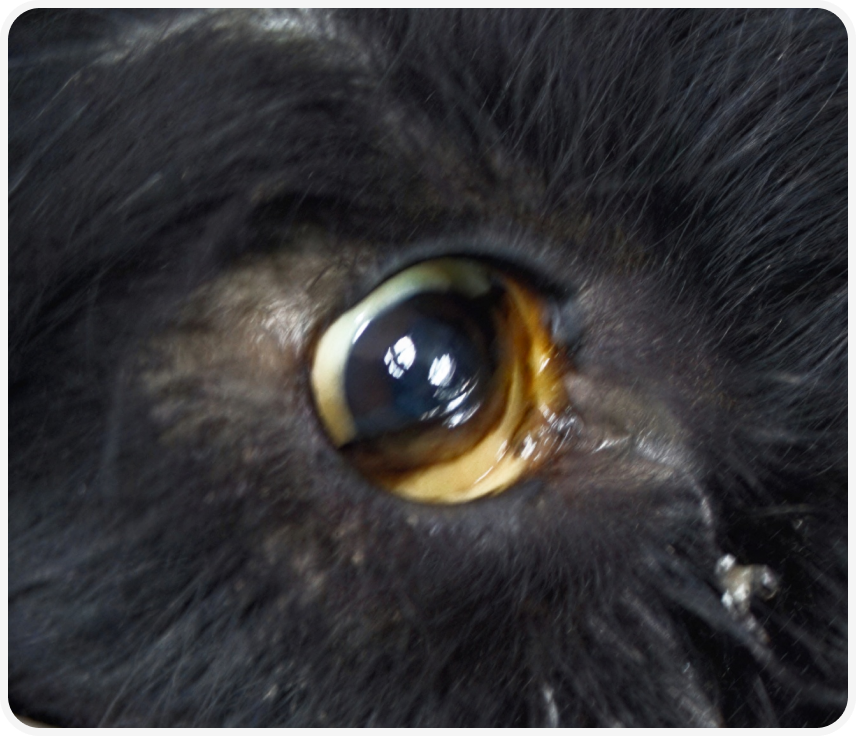 FOCUS (1).png