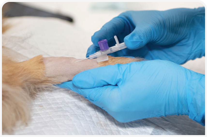 FOCUS_322_RADULESCU_Figure-4.png FOCUS_322_RADULESCU_Figure-4.png