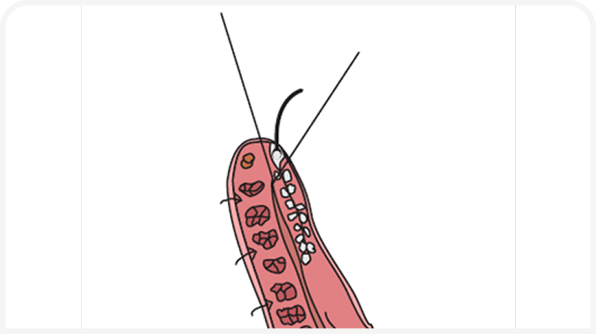 FOCUS (13).png