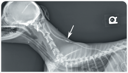 281_art5–Figure 2 (4).png