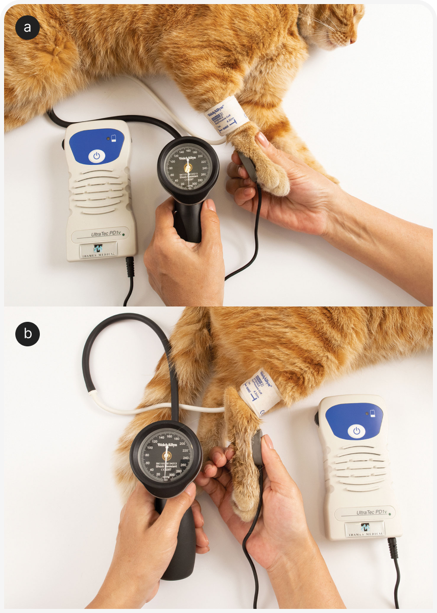 FOCUS_322_RADULESCU_Figure-7.png FOCUS_322_RADULESCU_Figure-7.png