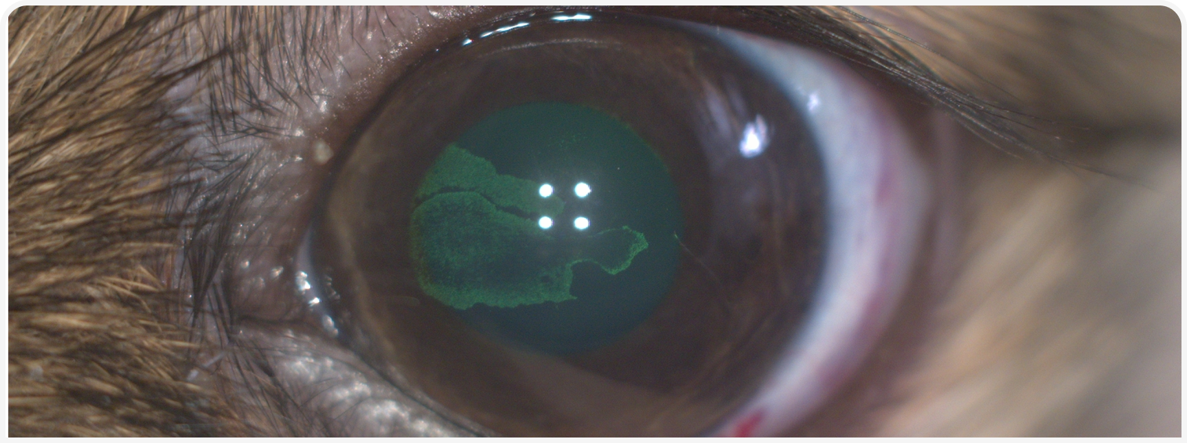 FOCUS (22).png