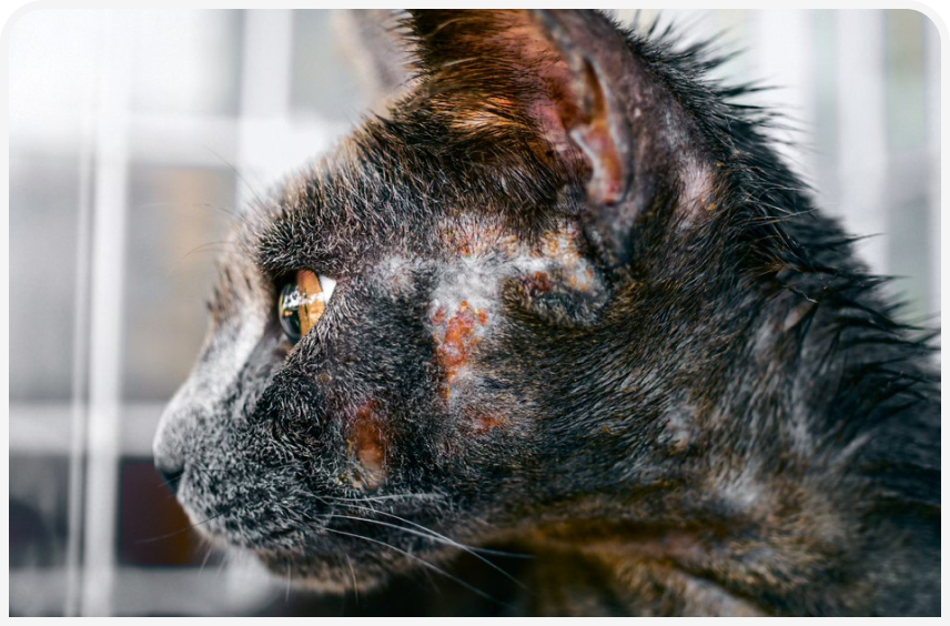 FOCUS-334-Leonard-Figure-4 (3).png