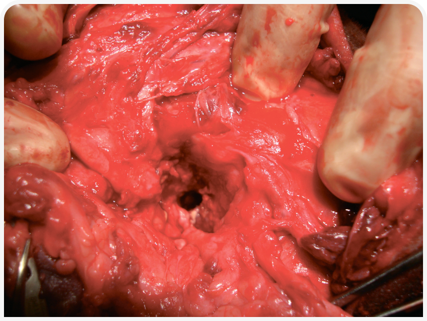 FOCUS-334-Leonard-Figure-2 (7).png