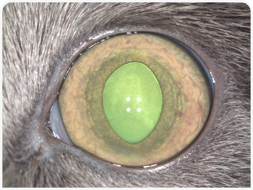FOCUS (2).png