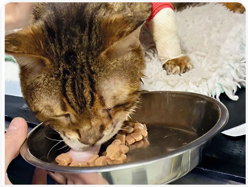 FOCUS (4).png
