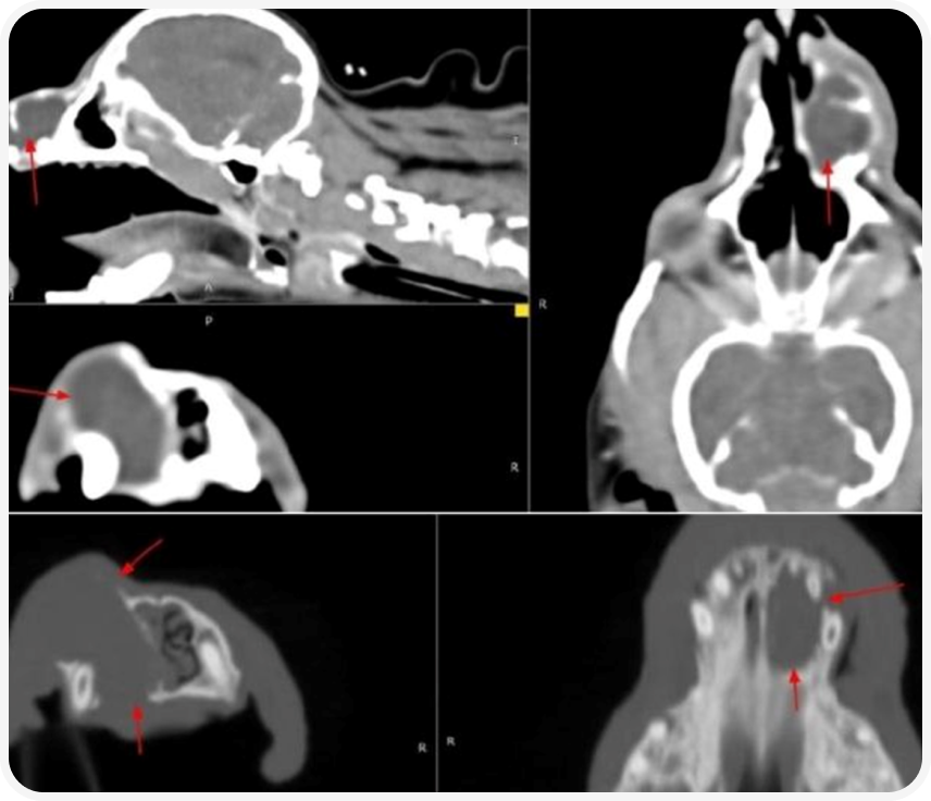 Frame 2087331109 (1).png