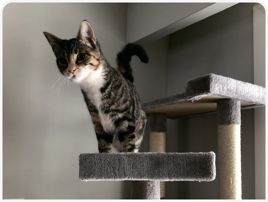 FOCUS-334-Leonard-Figure-2 (1).png