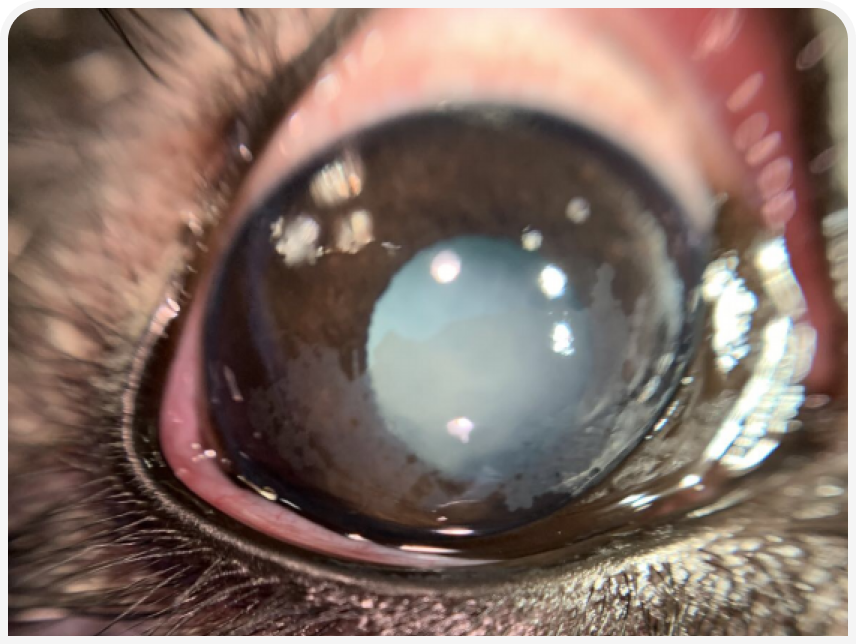 FOCUS (21).png