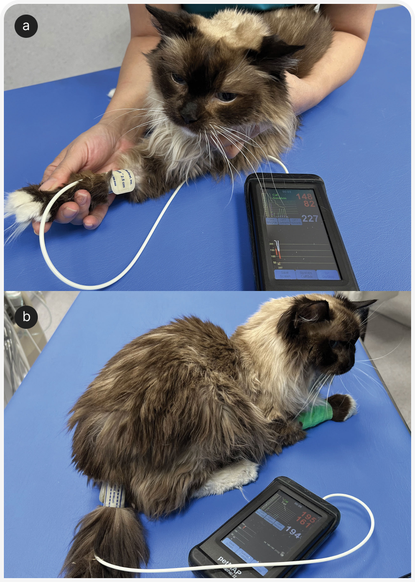 FOCUS_322_RADULESCU_Figure-2 (2).png