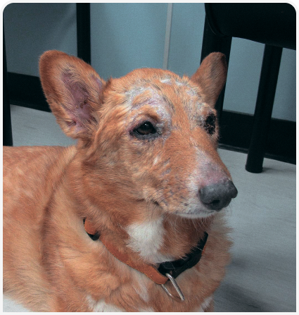 281_GOODALE_Figure 5 1.png