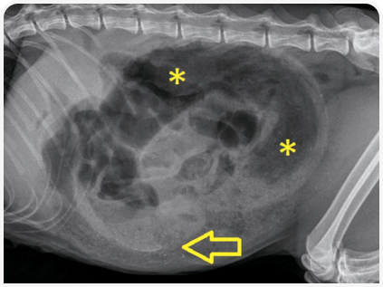 281_art5–Figure 2.png