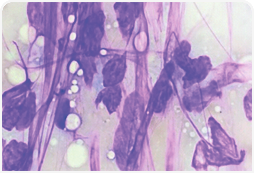 FOCUS (1).png
