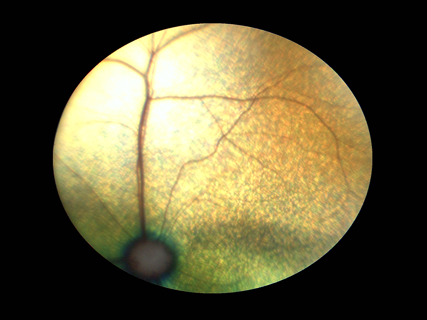image (4).png