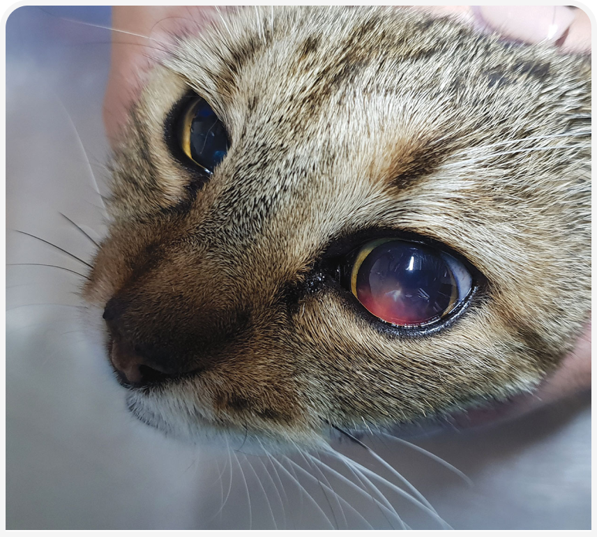 FOCUS_322_RADULESCU_Figure-1.png FOCUS_322_RADULESCU_Figure-1.png