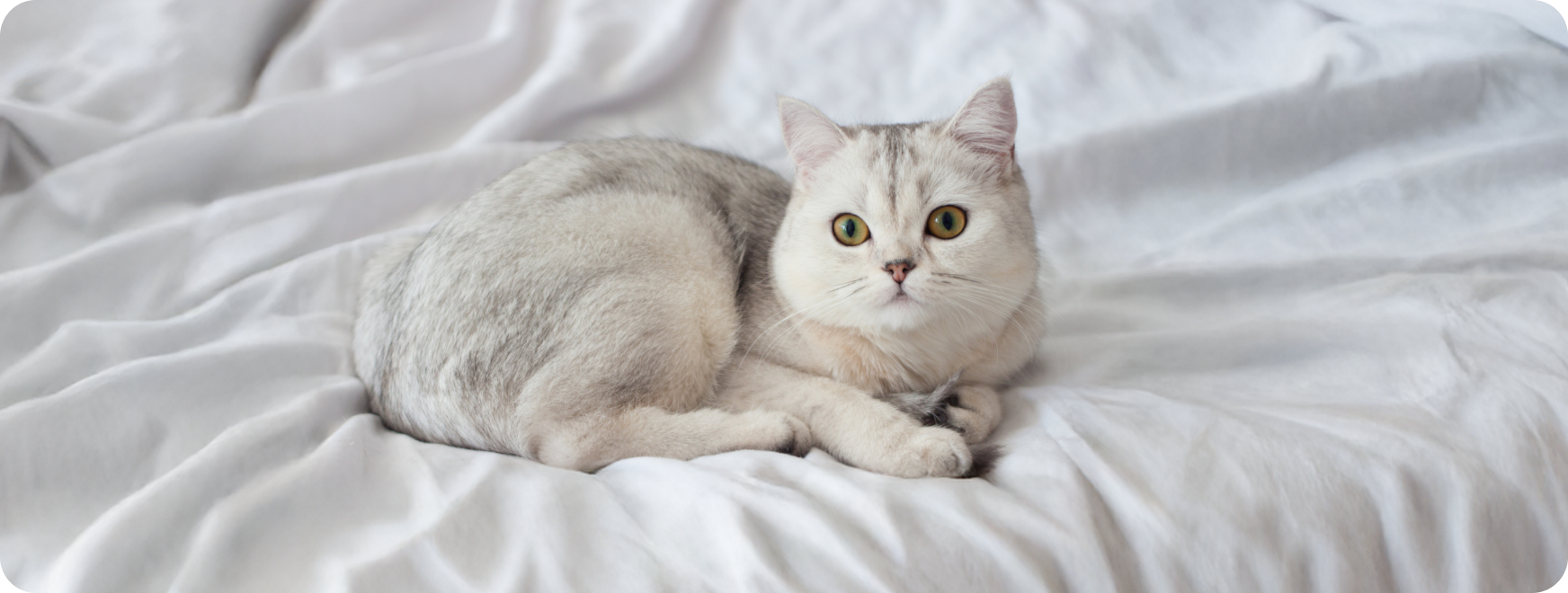 Клинический случай тимомы  у кошки
