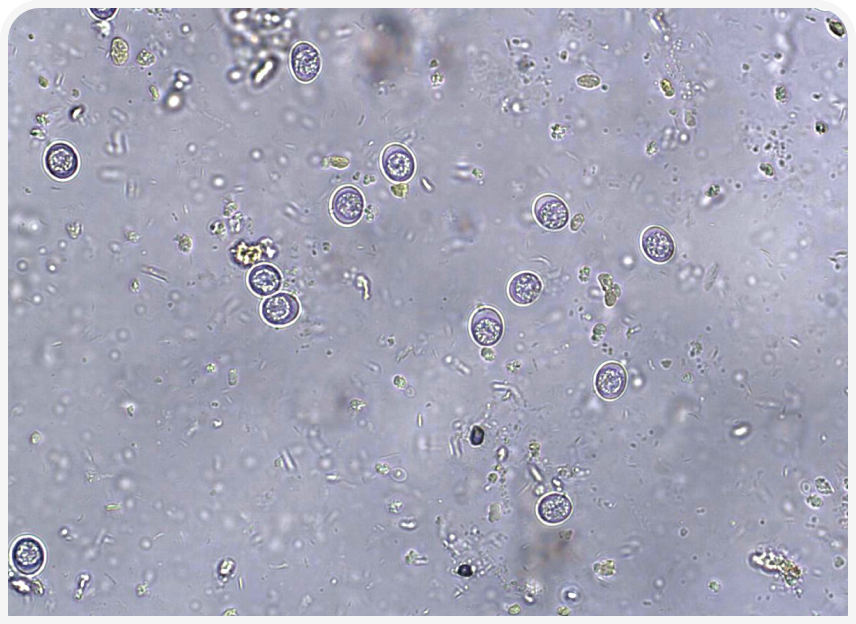 FOCUS-334-Leonard-Figure-4 (1).png